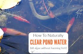 how to keep pond water clear naturally