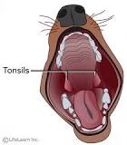 do-dogs-have-tonsils