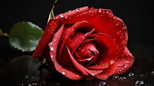 7700 rose pictures hd photos for free