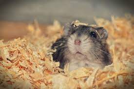 do hamsters smell tips and tricks for