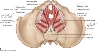 muscles of the pelvis