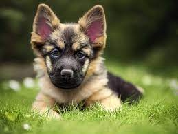 Show Me A German Shepherd Puppy gambar png