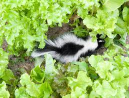 repel skunks from your yard or garden
