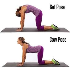 The right way of doing cat and cow stretch to ease lower back pain and upper back pain. Cat Pose Cat Stretch Cat Yoga Bidalasana Xrsize Yoga Mat