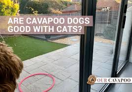 Are Cavapoo Dogs Good With Cats Our