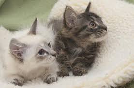 We occasionally have lynx point and snowshoe kittens available. Jena The Lynx Point Siamese Kitten S Web Page