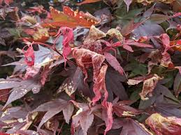 treat frost damage on red maples