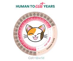 How Old Is Your Cat In Human Years Cat Age Chart Cat World