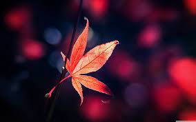 red anese maple leaf fall ultra hd