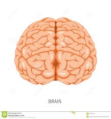 Brain Human Internal Organ Diagram Stock Vector