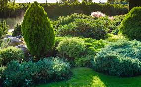 The Benefits Of Evergreens For Your