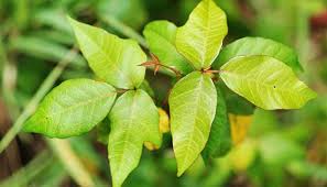 poison ivy poison oak poison sumac