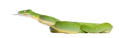 Green Tree Pythons Pet Better With