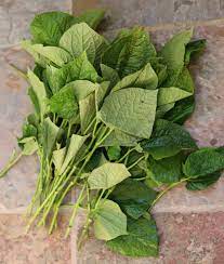 fresh betel leaves importfood
