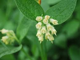 Symphytum bulbosum (Bulbous Comfrey) - World of Flowering Plants