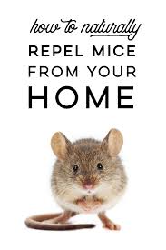 mice with peppermint oil