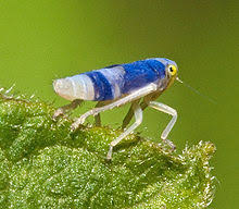 Sharpshooters are leafhoppers in the tribes proconiini and cicadellini within the family cicadellidae in the suborder auchenorrhyncha of the hemiptera. Leafhopper Wikipedia