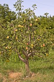 Estimated fruit yield by tree size. How To Plant Grow Prune And Harvest Pears