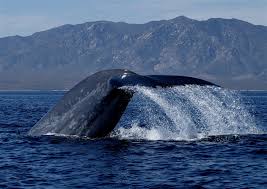 Do not miss a single video subscribe now. Mapping Blue Whale Migration National Geographic Society
