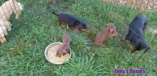 They are awesome companions for the elderly and make wonderful therapy dogs. Zoeys Doxies Dachshund Puppies For Sale