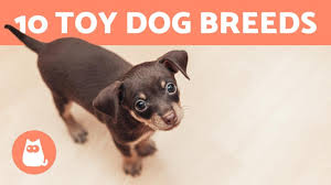 top 10 toy dog breeds miniature dog