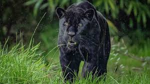 Chester Zoo hopes new black jaguar will help viable population aim - BBC  News