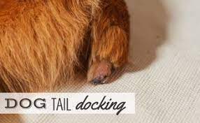 dog tail docking and is it legal