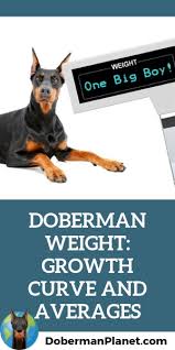 Doberman Weight Growth Curve And Average Weights Doberman