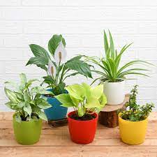 Highest Oxygen Producing Indoor Plants