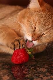 Cats need to adhere to a low sugar diet just as humans. Yummy Strawberry By Wendi Curtis Cute Cats And Kittens Cats And Kittens Cat Shots