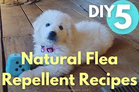 natural flea repellent recipes for dogs