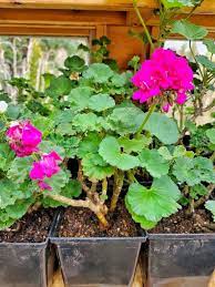 4 Easy Options for Overwintering Your Geraniums - Shiplap and Shells