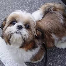 We are so excited about the change this will bring to our family dynamic. How To Tell If A Puppy Is A Shih Tzu Or A Lhasa Apso Quora