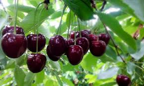 Image result for pictures of ripe fruit