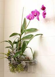 Viele orchideen sind perfekt für das badezimmer geeignet, da sie das klima ihrer ursprünglichen heimat den bedingungen im badezimmer im großen und ganzen entspricht. Badezimmer Gestalten Und Dabei Eine Tropenoase Entstehen Lassen Pflanzen Orchideen Orchideenpflege