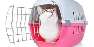 five cat carrier tips cat friendly homes
