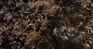 White Worms In Compost Is This Good Or