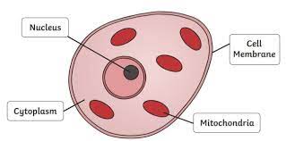 Vegetative cell division and reproductive cell division. What Is An Animal Cell Answered Twinkl Teaching Wiki