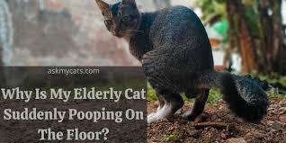 elderly cat suddenly ing on