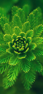 ns00 flower green leaf nature