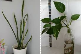 Indoor Plants That Thrive In Low Light