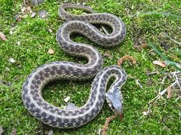 garter snake information facts