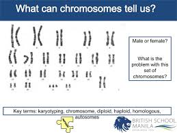 We did not find results for: Chromsomes And Karyo