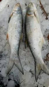 indian salmon fish for restaurant at