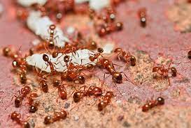 spencer pest services if fire ants
