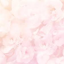 Soft Pink Flowers Backdrop Flower Backdrop Pink Flowers