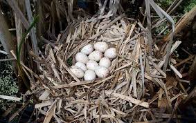 Eggs National Wildlife Refuge System