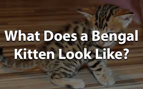 He was originally white with a brown tabby tail and very pale brown stripes on his head as a kitten. What Does A Bengal Kitten Look Like Bengal Cat Club