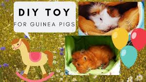 guinea pig diy toy you