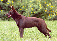 One owner of this breed says, staffordshire bull terriers are very people friendly. Australian Kelpie Wikipedia
